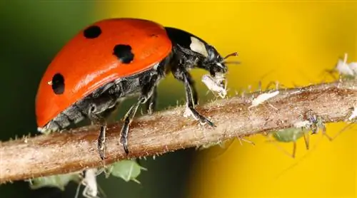 Вот как полезны божьи коровки, и так вы получите больше в саду