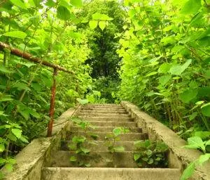 Японский горец