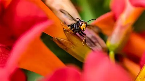 От спорыша к дырявому отверстию: почему инвазивная экзотика - плохая новость?