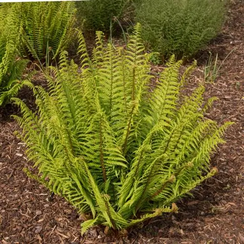 дриоптерис