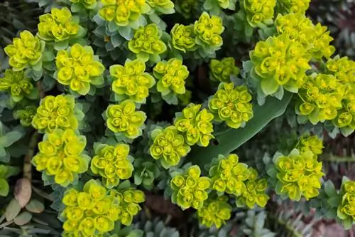 Молочай мирсиниты