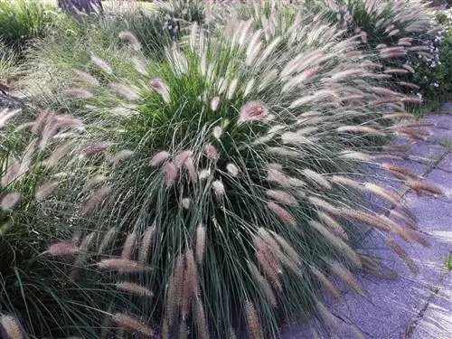 Пеннисетум