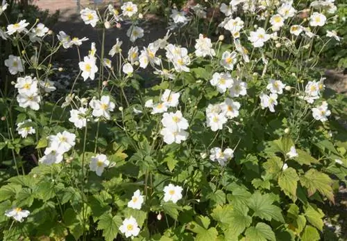 осенние шаровары