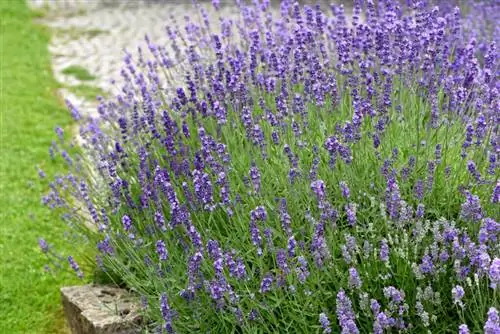 устойчивый к улиткам