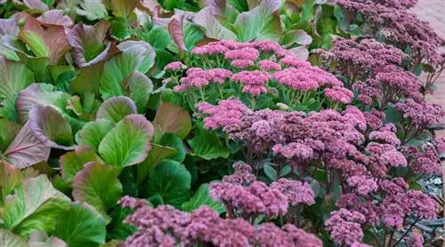 15 устойчивых к улиткам растений, которые улитки не едят