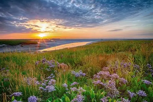 морская лаванда