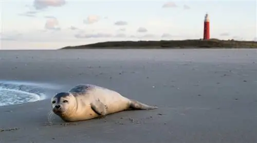 Добрый день, Хандрикман, летний тур: Ваттовые острова