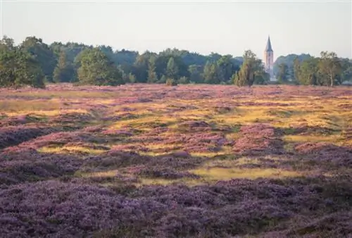 поле для игры в мяч