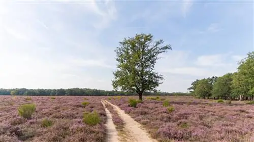 Буссумерхайде