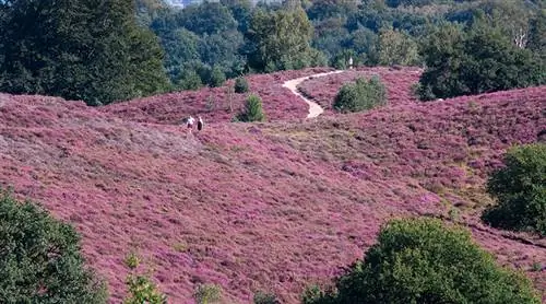 Посетите Purple Heath? Это 6 красивых мест