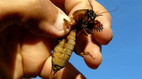 Неприятности от сверчков? Как бороться с ними, не убивая их