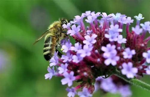 пчелиные растения