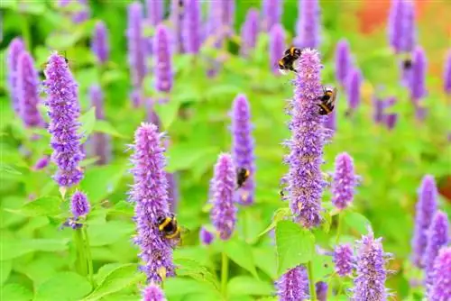 Ария Агасташа-describedby=caption-attachment-123030