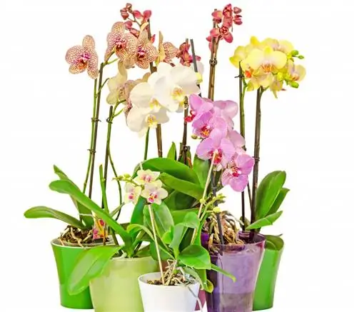 фаленопсис