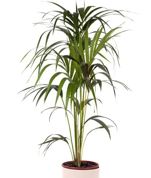 Ховея форстериана