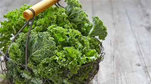 Тушеные овощи настолько универсальны: попробуйте это с цикорием, листовой капустой и квашеной капустой