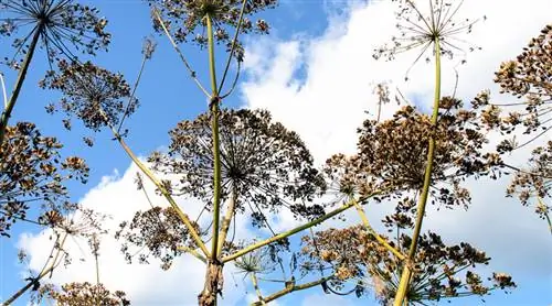 Почему гигантский борщевик еще и сушеная опасность