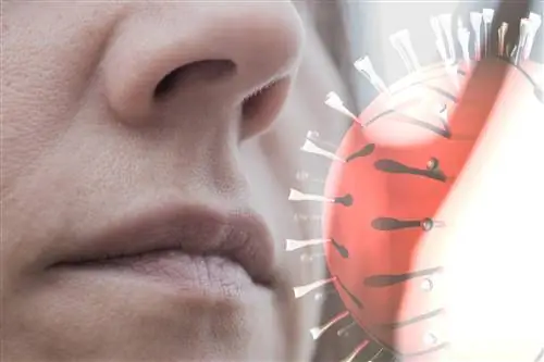 Коронавирус использует клетки носа, чтобы вызвать инфекцию. Новое исследование