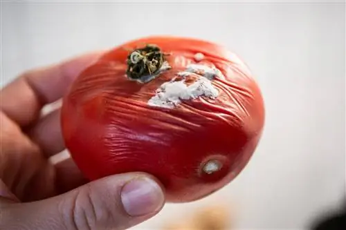 Не ешьте фрукты и овощи с плесенью. ГИС предупреждает: содержит опасные токсины