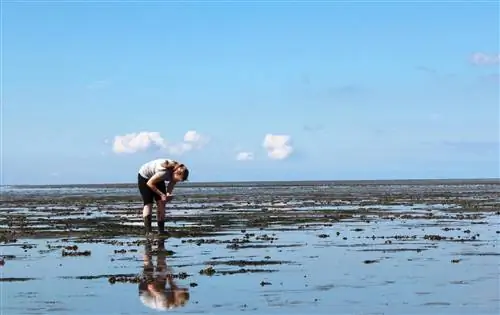 Кровь морских червей вылечит нас от коронавируса? Французы его уже изучают