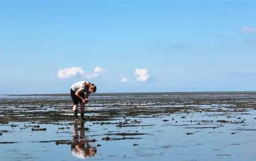 Кровь морских червей вылечит нас от коронавируса? Французы его уже изучают