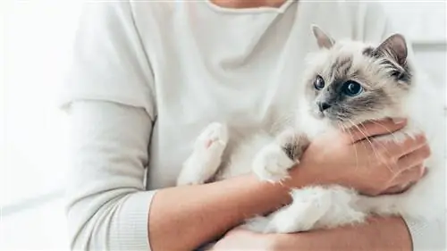 Клещ у кошки (что делать, как удалить, как убрать, симптомы)