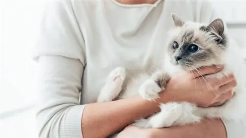 Клещ у кошки (что делать, как удалить, как удалить, симптомы) Клещ у кошки (что делать, как удалить, как удалить, симптомы)
