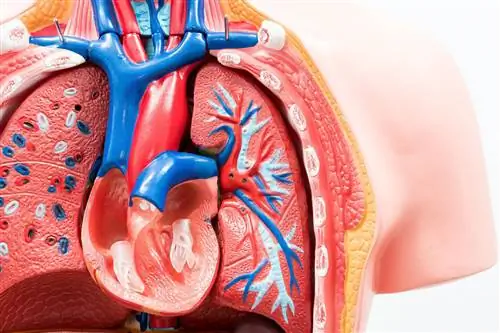 Эндокардит в пожилом возрасте