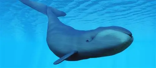 Животные-долгожители - какие живут дольше всех и как они это делают?