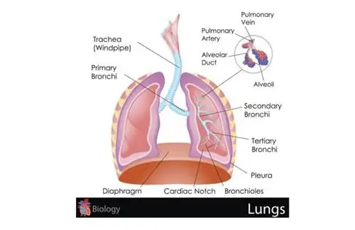 Легкие - строение, функции, заболевания
