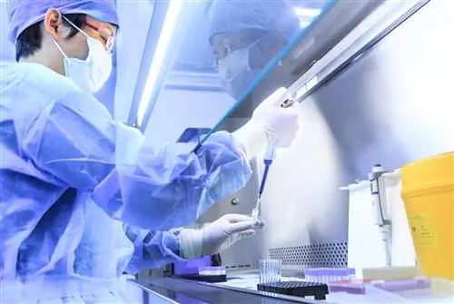 В Венгрии выделен новый вирус. Лловиу - опасный родственник лихорадки Эбола и вируса Марбург