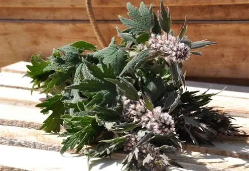 Пустырник – лечебные свойства