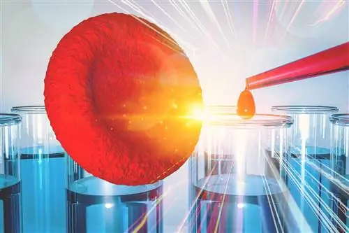 Привилегии донора костного мозга