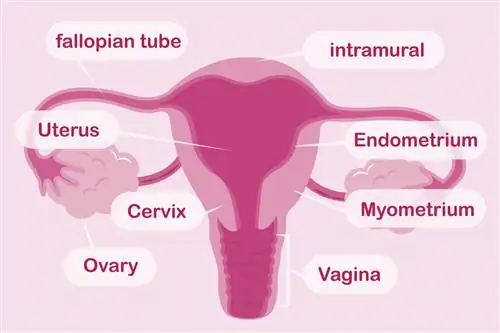 Матка: строение, функции, заболевания