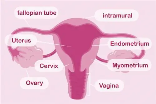 Матка: строение, функции, заболевания