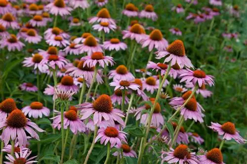 Эхинацея от простуды и не только. Лечебные свойства эхинацеи