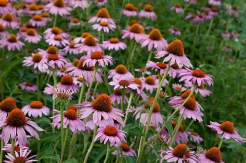 Эхинацея