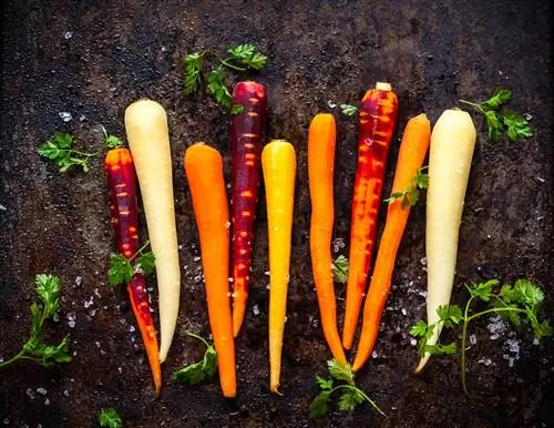 Морковь – питательные свойства. Какие витамины содержит морковь?