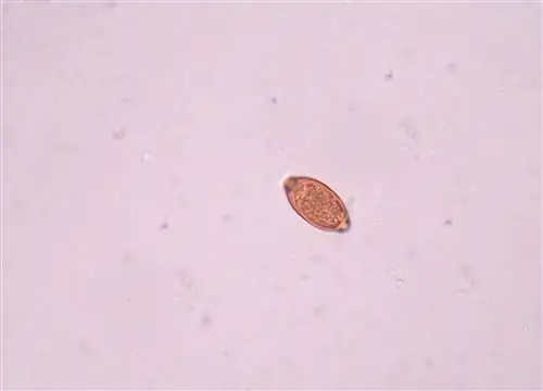 WWOWOŁÓWKA - симптомы, лечение инфекции