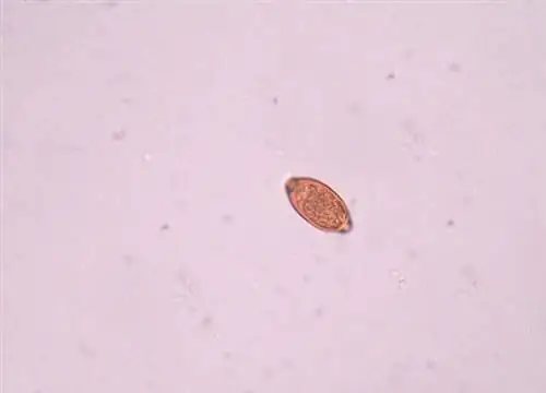 КАПИТАЛ - симптомы, лечение. Действуют ли медовые и мучные ванны против паразитов?