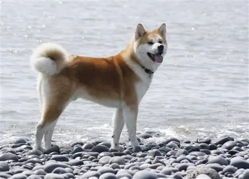 Акита: собака-самурай