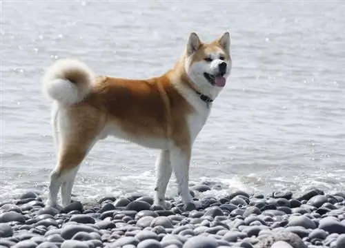 Акита: собака-самурай
