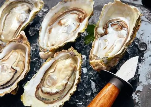 Мидии – пищевая ценность. Как есть мидии?