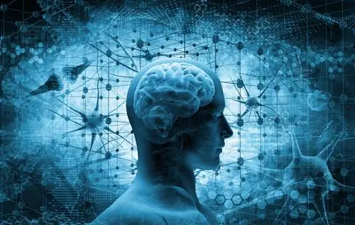 Соматическая система (соматическая нервная система): строение и функции