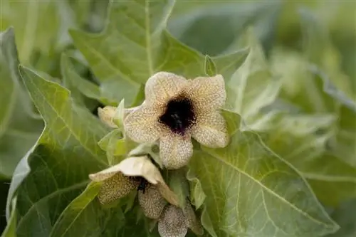 Белена – свойства и применение