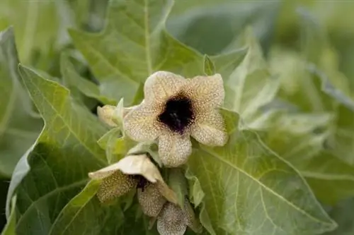 Белена - свойства и применение