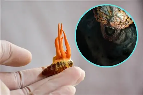 Сценарий из «Последних из нас» действительно может разыграться? ВОЗ предостерегает от опасных грибов