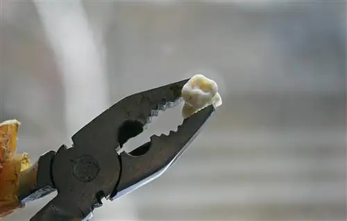 У него болел зуб, но он не мог попасть к стоматологу. Он решил взять себя в руки