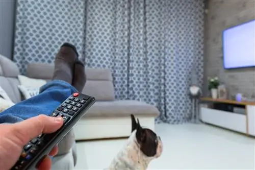 Поляки массово взяли L4, чтобы посмотреть на это зрелище. Масштабы шокируют