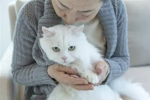 Лучшие породы кошек для пожилых людей